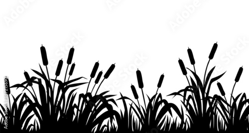 Silhouette marsh reeds, cattail, bulrush, grass. Isolated border of swamp plants.