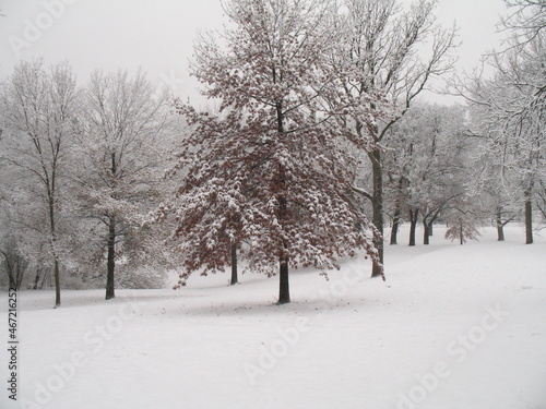 snow covered trees © James Reininger