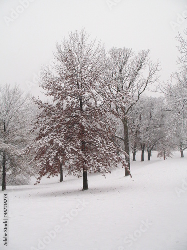 trees in snow © James Reininger