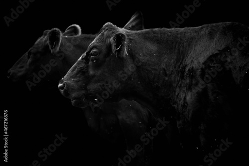 Close-up side view of two black cows looking away and isolated on black background	