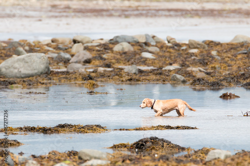 Retriever dog running on water photo