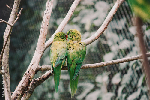 Lovely view of two Enicognathus parrots sitting on a branch photo