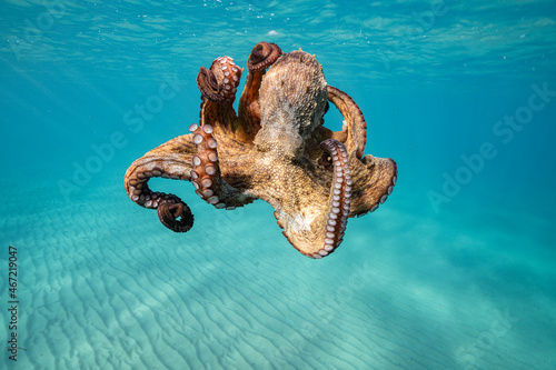 Underwater shot of octopus photo