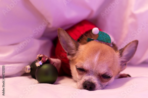 A small chihuahua dog in a christmas costume lies on a bed on white sheets.