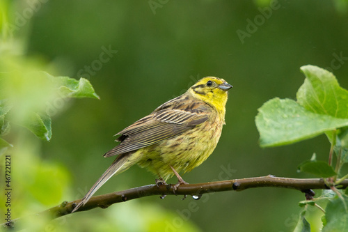 Yellow canary perching on tree branch