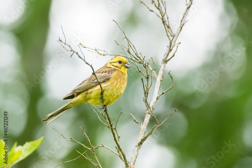 Yellow canary perching on tree branch photo
