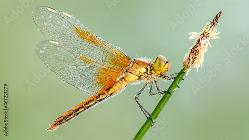 Yellow dragonfly perching on flower photo