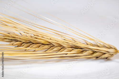 Gold dry wheat straws spikes close-up on white background with reflection. Agriculture cereals crops seeds spikelets, summer harvest time