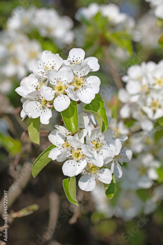 Blühende Birne, Pyrus, im Frühling © M. Schuppich