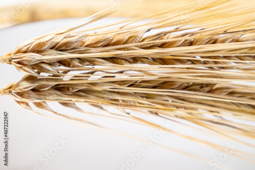 Gold dry wheat straws spikes close-up on glass surface with reflection. Agriculture cereals crops seeds spikelets  summer harvest time