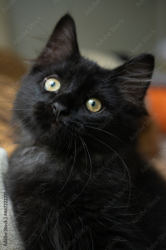 Little black cat, Persian cat