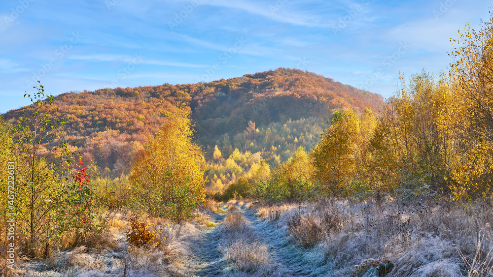 Panorama of an autumn landscape on a cold morning. The sun illuminates the golden foliage of birches, but in the shade, there is still frost on the grass