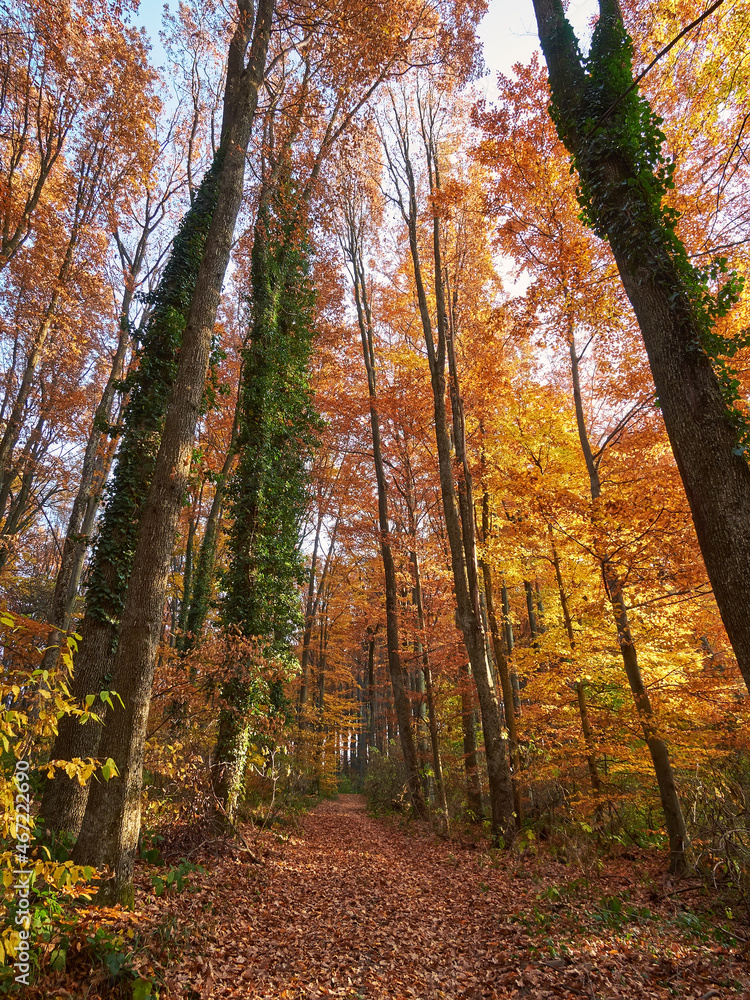 Obraz premium Beautiful road in the autumn forest. Indian summer in the Carpathian mountains, picturesque landscape