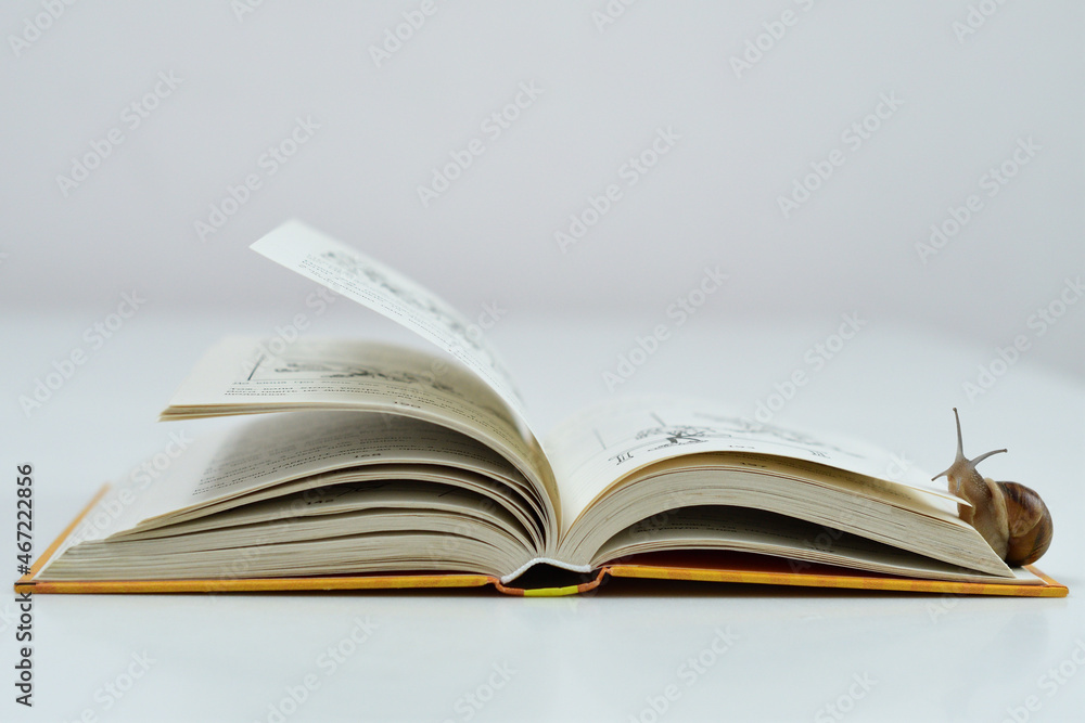 small snail slowly crawling on the open page of the book.Snail reads a book. Helix pomatia, reading crisis concept. small snail slowly crawling on the open page of the book.Snail reads a book. Helix pomatia, reading crisis concept.