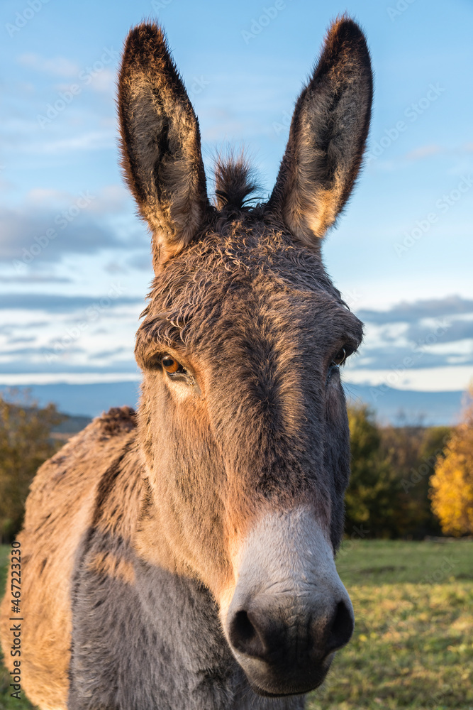 portrait d'un âne
