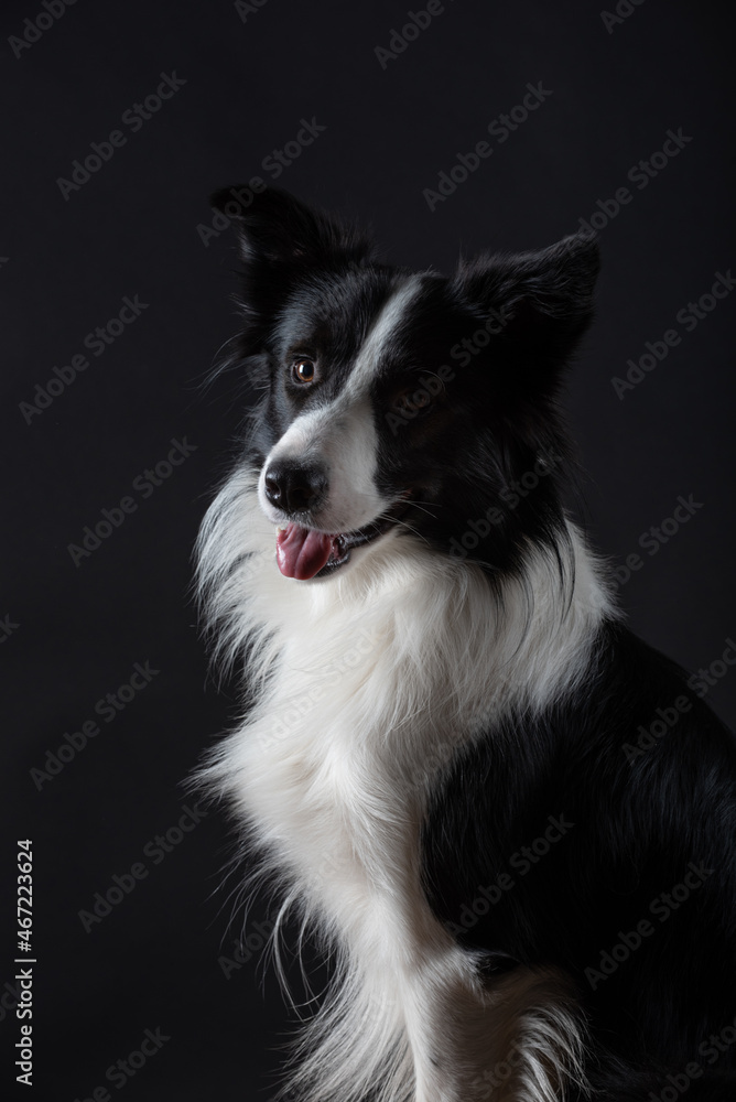 Portrait of dog border collie male in studio black on black and white with dumbell and bubbles Portrait of dog border collie male in studio black on black and white with dumbell and bubbles