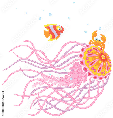 Fancy jellyfish wit long st...