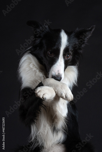 Portrait of dog border collie male in studio black on black and white with dumbell and bubbles 