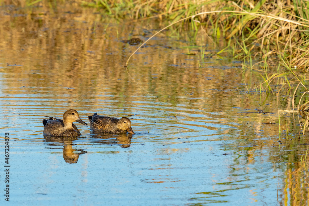 Pair of Gadwall Ducks on on Farm Pond