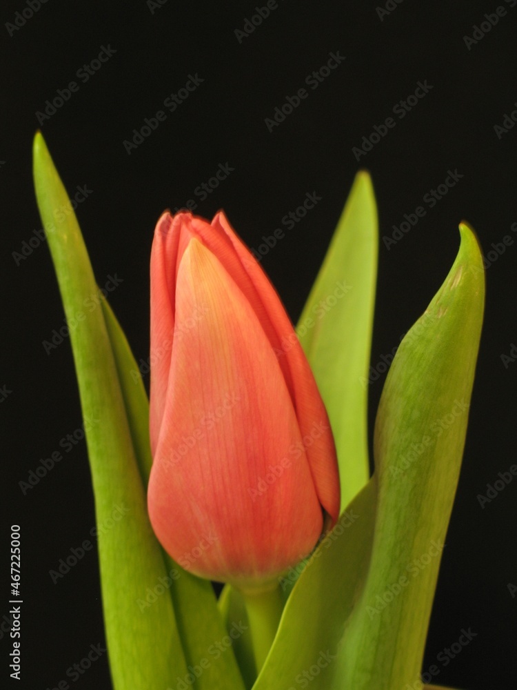 Naklejka premium red tulip