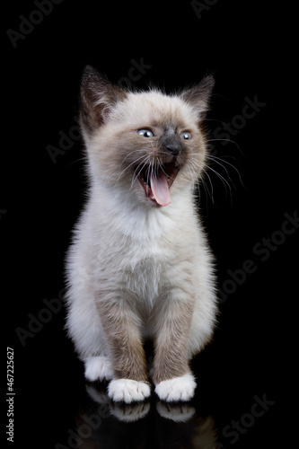 young snowshoe cat isolated on black background
