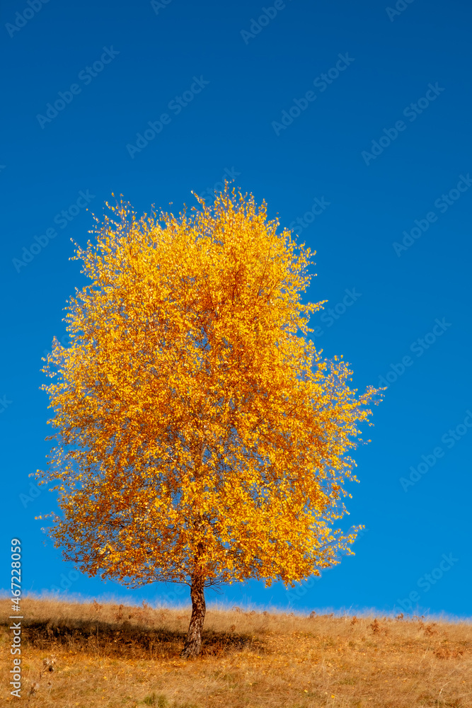 a single golden birch on blue sky a single golden birch on blue sky