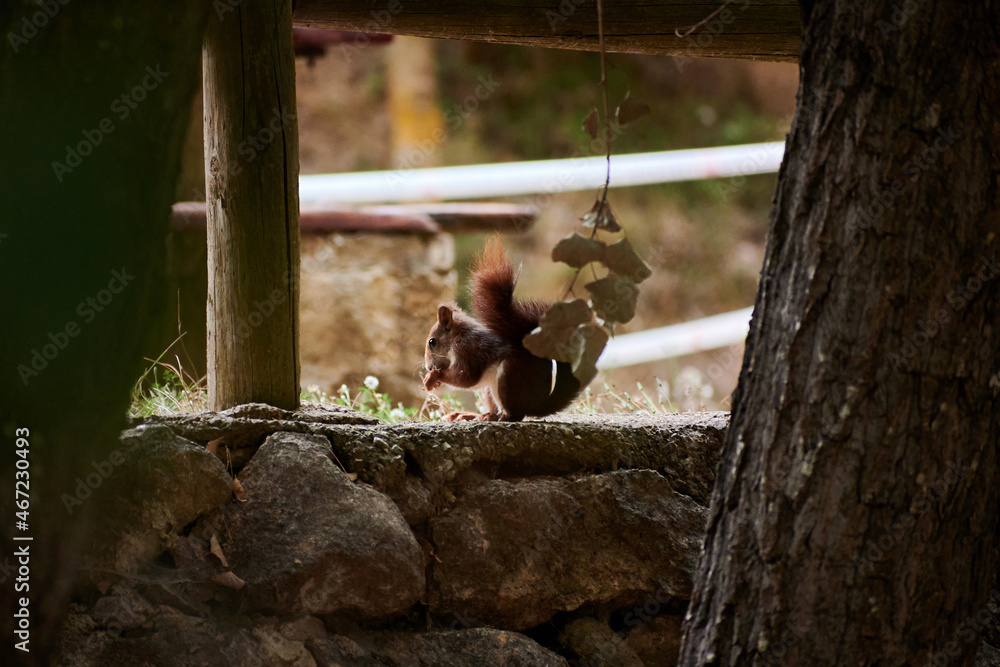 Squirrel eating in a forest surrounded by trees Squirrel eating in a forest surrounded by trees