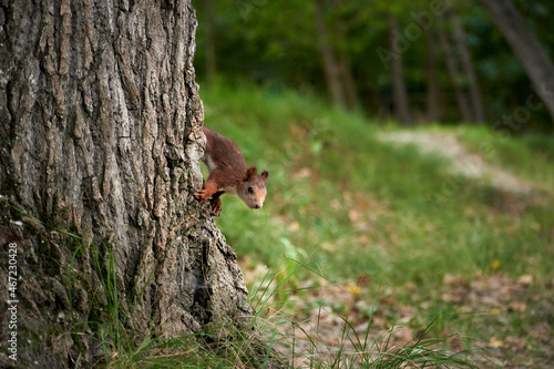 Squirrel clinging to a forest tree trunk © Cristian Blázquez