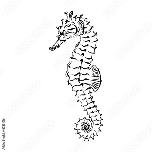 Seahorse. Black ink brush texture. Vector illustration