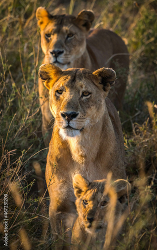 Two female lions (panthera leo melanochaita) in Serengeti National Park, Tanzania