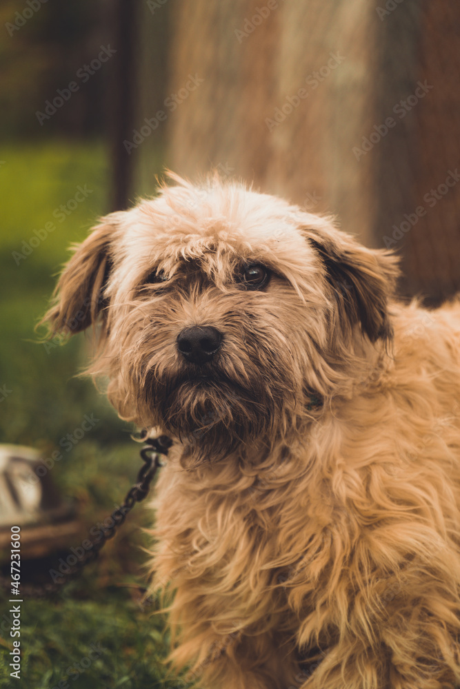 portrait of a dog portrait of a dog