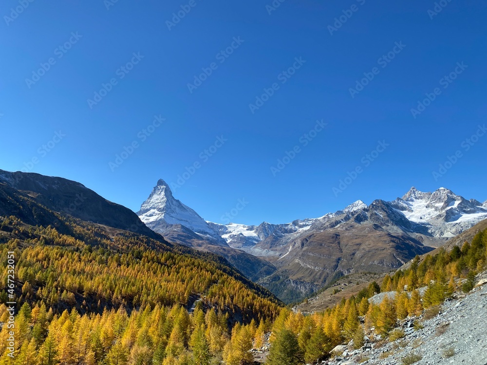 Larch trees radiate in yellow and gold in the Zermatt valley in front of the Matterhorn.
