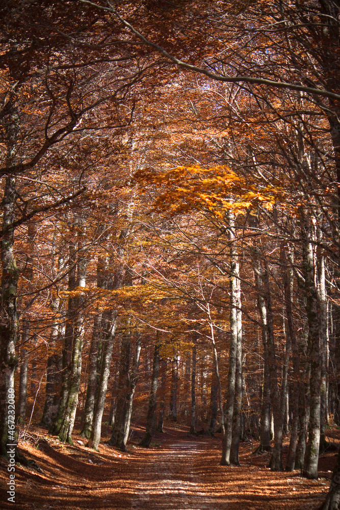 Obraz premium mystic view of mountain forest in autumn