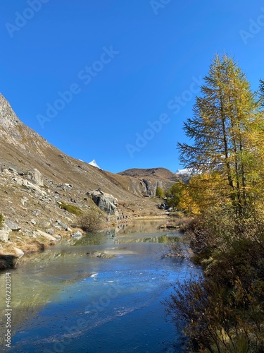 Larch trees radiate in yellow and gold in the Zermatt valley in front of the Matterhorn.