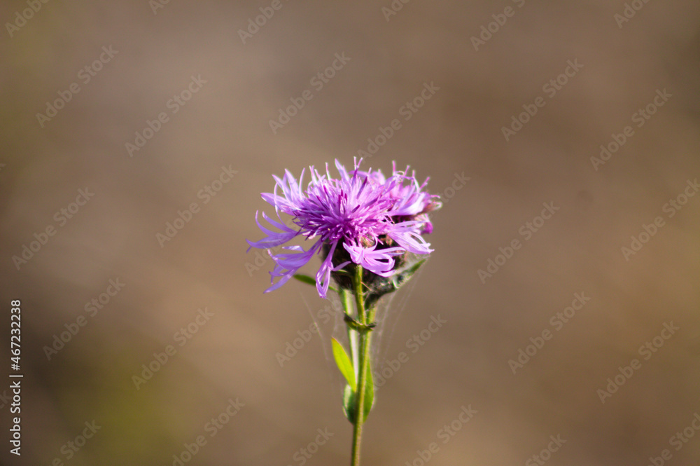 Spotted knapweed in bloom closeup view with blurred background Spotted knapweed in bloom closeup view with blurred background