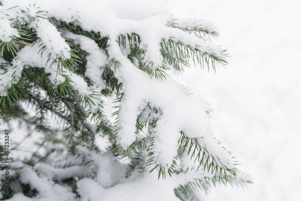 Spruce branches in the snow