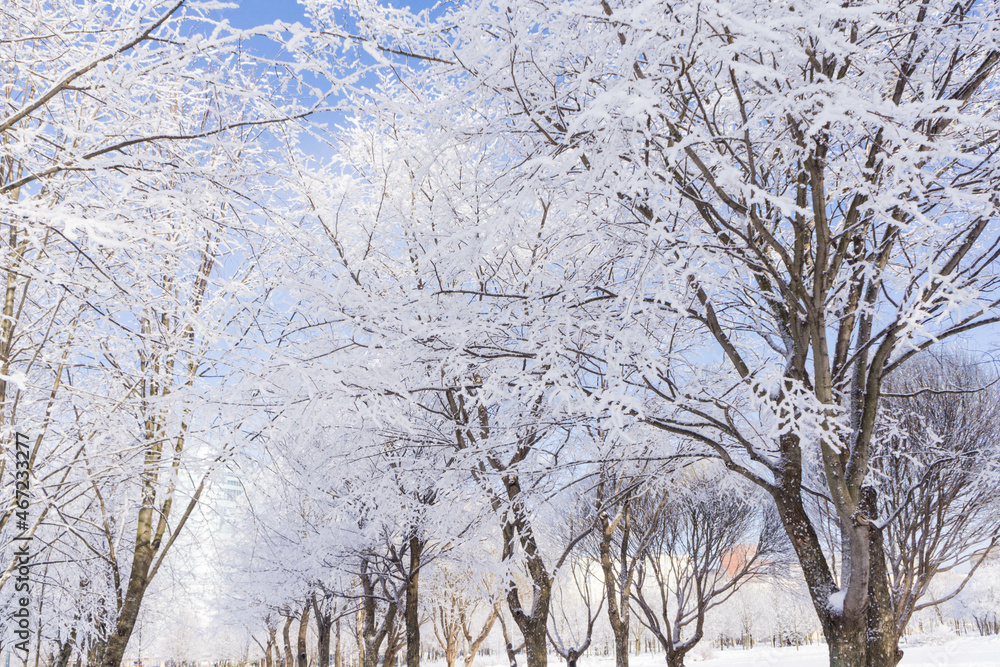 Winter landscape in the Park Winter landscape in the Park