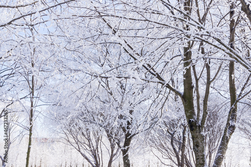 Winter landscape in the Park