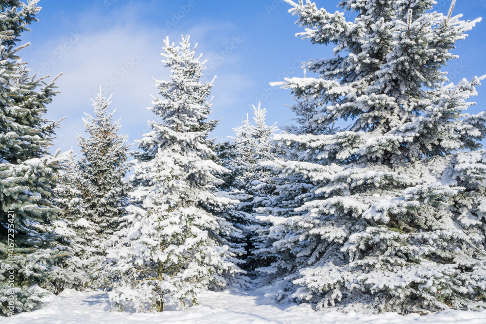 Winter landscape in the Park