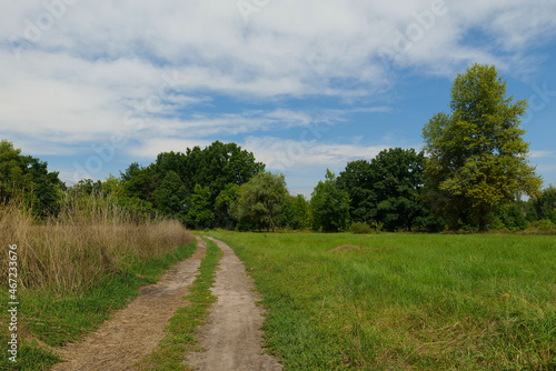 Long road along among the green grass into the green forest. Summer landscape. Many plants
