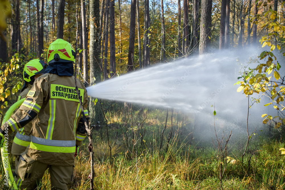 Strażacy podczas akcji gaśniczej w lesie - obrazy, fototapety, plakaty 