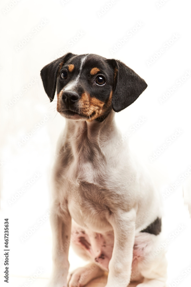 portrait of black and white puppy of terrier on white background looking attentively portrait of black and white puppy of terrier on white background looking attentively