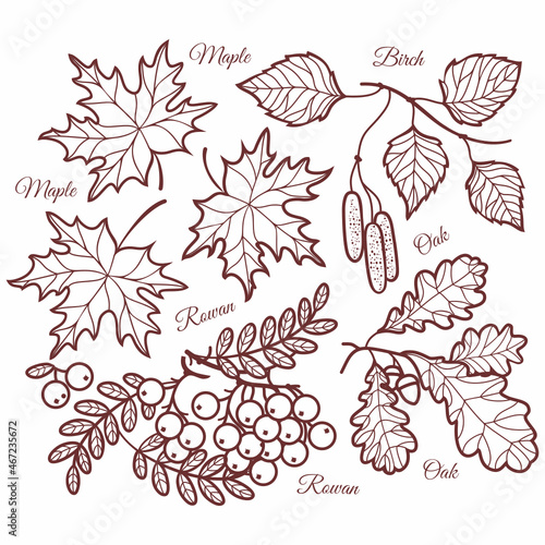 Fall Autumn leaves Hello autumn, mountain ash, maple, oak, birch fall leaves contour vector illustration set