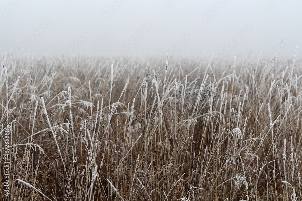 Obraz premium Frosty foggy morning.