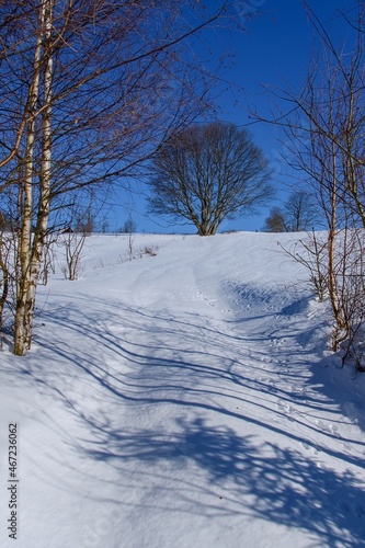 Beech in the winter landscape.