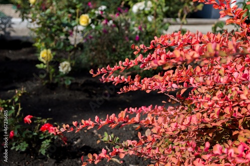 Autumn branches of barberry with red leaves on dark background