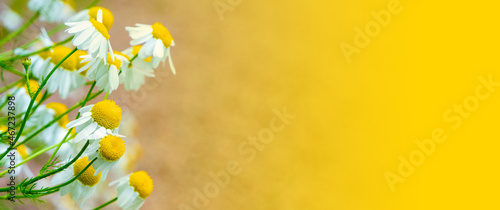  white chamomile flowers grow on a field with sand. Copy space. summer banner. High quality photo