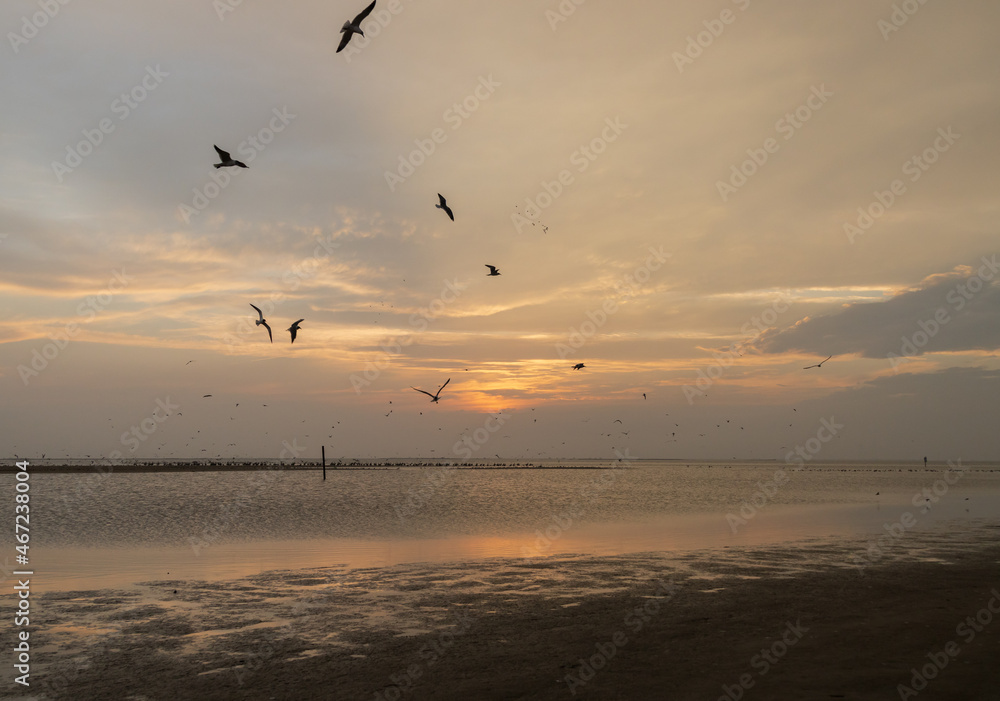 Shorebirds at sunset on the beach