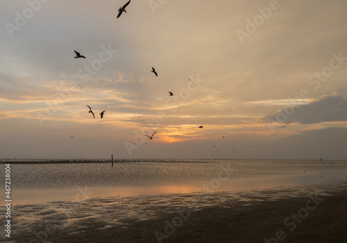 Shorebirds at sunset on the beach