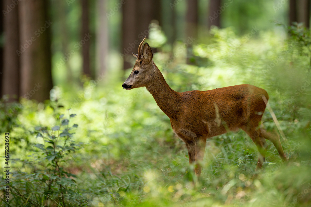 Roe deer buck (capreolus capreolus) in summer forest